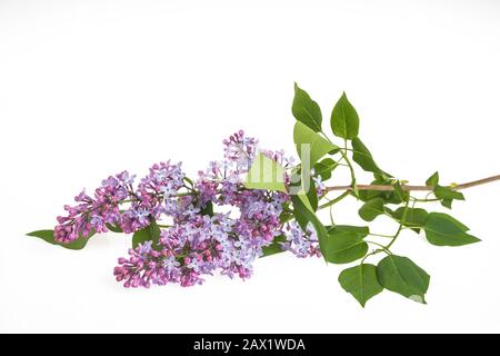 Gewöhnliche Fliederblüten isoliert auf weißem Grund Stockfoto