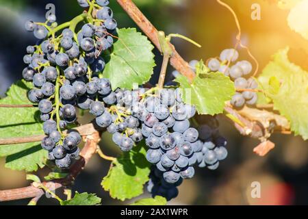 Blaue Trauben an einer Rebe im Weinstock. Sonniger Herbsttag mit Linsenflecken. Stockfoto