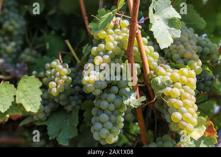 Weiße Trauben an einer Rebe im Weinstock. Nahaufnahme. Sonniger Herbsttag Stockfoto