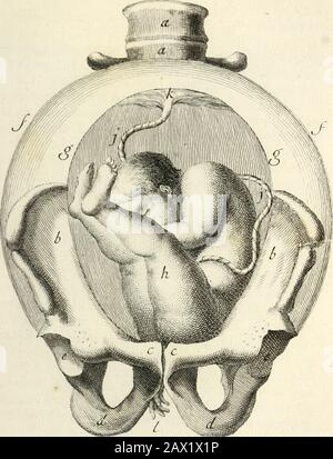 Beobachtungen importantes sur le manuel des accouchemens .. . ^-ii^ I S. xii-S J^uj. 27. Stockfoto