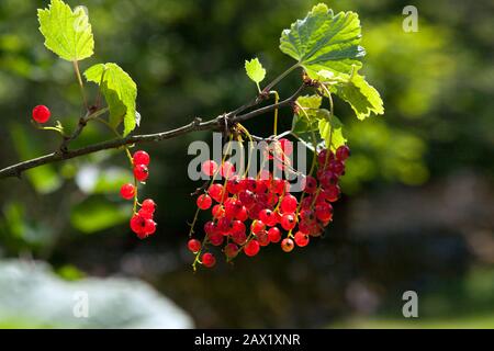 Rote Beeren leuchteten Strahlen der Sommersonne Stockfoto