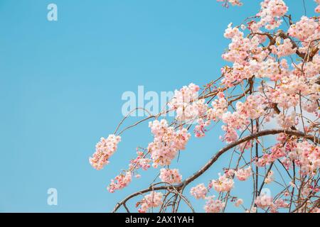 Rosa Kirschblüten Sakura mit blauem Himmel im Frühlingstag Stockfoto