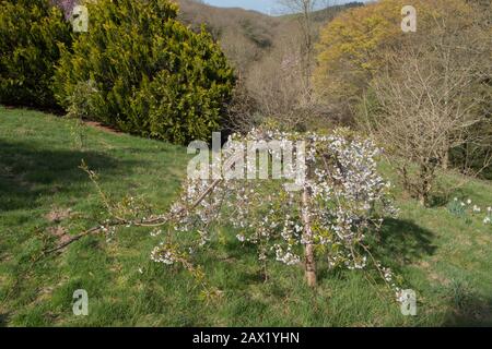 Frühlingsblüte des Yoshino Cherry Tree (Prunus x yedoensis 'Shidare-yoshino') in einem Garten im ländlichen Devon, England, Großbritannien Stockfoto
