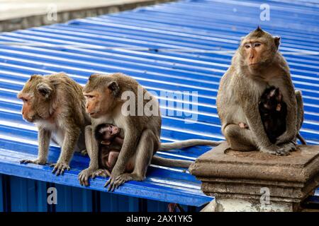 Affen Im Wat Sampeau (Phnom Sampeou), Battambang, Kambodscha. Stockfoto