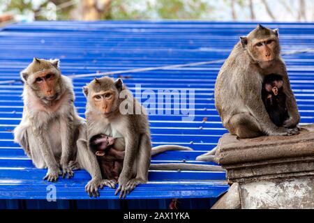 Affen Im Wat Sampeau (Phnom Sampeou), Battambang, Kambodscha. Stockfoto