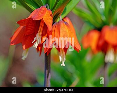 Blühende Kaiserkrone, Fritillaria imperialis, im Frühjahr Stockfoto