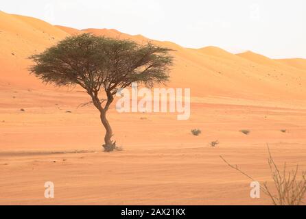 Im Oman wächst eine Akazie Stockfoto