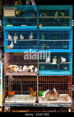 Tiervögel und Kaninchen Zum Verkauf, Battambang, Kambodscha. Stockfoto