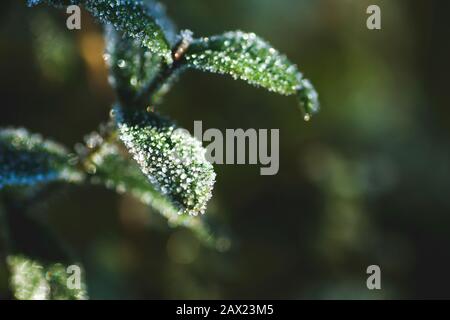 Details zu den Milchpflanzen an einem kalten Wintermorgen Stockfoto