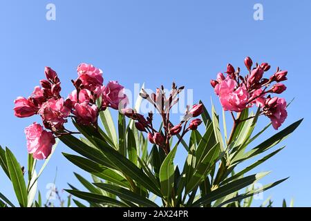 Rosa blühender Oleander-Busch, der sich gegen den hellblauen Himmel, Maspalomas, Gran Canaria, Kanarische Inseln stellt Stockfoto