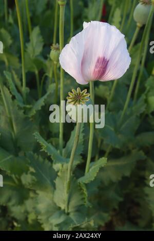 Papaver somniferum or opium poppies flower Stockfoto