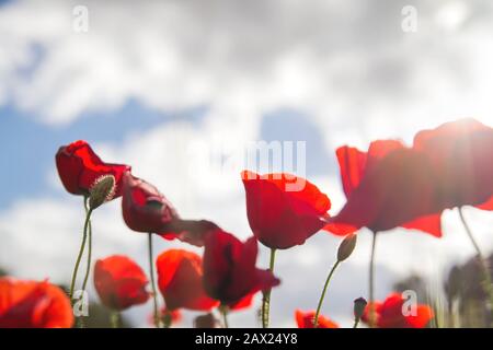 Wilde rote Mohn blühen in der Frühlingslandschaft Stockfoto