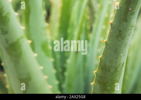 Detail der grünen Aloe Vera Pflanzen Stockfoto