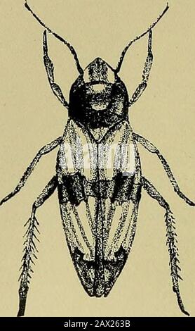 Insekten und InsektizideA praktische Anleitung über schädliche Insekten und die Methoden zur Prävention ihrer Verletzungen . 2. Stockfoto