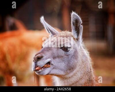 Porträt des Kopfes Alpaca, Vicugna Pacos, Llama, das Gras kaut. Sie ist eine südamerikanische Art. Es verhält sich vor allem wegen der Produktion von High Stockfoto