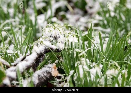 Schneefall im Colwick Country Park, Nottingham England, Großbritannien Stockfoto