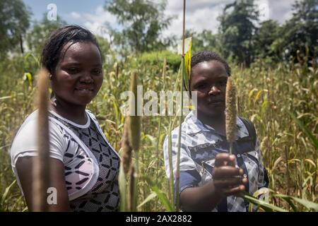 Nairobi, Kenia. Februar 2020. Loyce Mwendia und Karimi Phides sagten, ihr Land sei von Heuschrecken überfallen. Sie versuchten, Töpfe und Pfannen zusammenzubasteln, um Lärm zu machen, um die Insekten zu erschrecken.Kenia erlebt den schlimmsten Ausbruch von Wüstenheuschrecken seit 70 Jahren. Die Heuschrecken haben auch Somalia, Sudan, Uganda, Eritrea und Äthiopien erreicht. Gutschrift: Sally Hayden/SOPA Images/ZUMA Wire/Alamy Live News Stockfoto