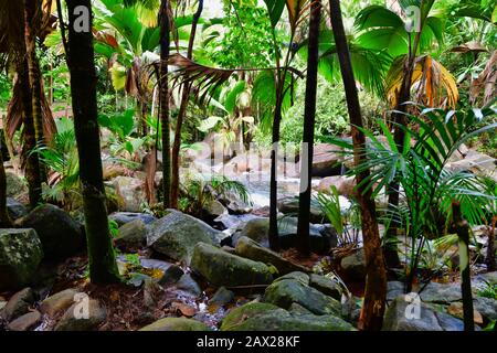 Der Gebirgsfluss, der auf Granitfelsen in der Nähe des Sauzier-Wasserfalls, Mahe Island, Seychellen, aufsplaßt. Stockfoto