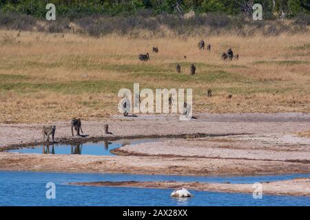 Eine Truppe von Chacma-Pavianen, die sich Nyamandhlovu Pan im Hwange Nationalpark Simbabwe nähern Stockfoto