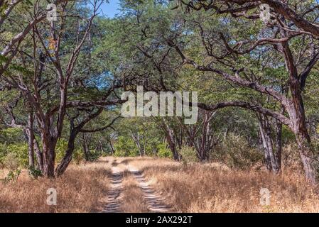 Safari-Straßen durch den Hwange National Park in Simbabwe Stockfoto
