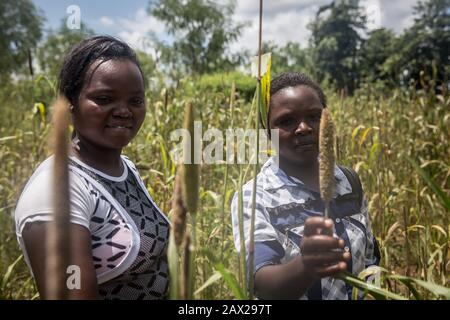 Loyce Mwendia und Karimi Phides sagten, ihr Land sei von Heuschrecken überfallen. Sie versuchten, Töpfe und Pfannen zusammenzubasteln, um Lärm zu machen, um die Insekten zu erschrecken.Kenia erlebt den schlimmsten Ausbruch von Wüstenheuschrecken seit 70 Jahren. Die Heuschrecken haben auch Somalia, Sudan, Uganda, Eritrea und Äthiopien erreicht. Stockfoto