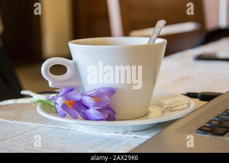 Eine Tasse Kaffee auf einem Tisch, drinnen, Nahaufnahme eines heißen Getränks und winzige violette Blumen - Safran, Crocus sativus Stockfoto