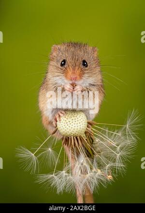 Harvest Mouse oben auf einem Löwenzahn Stockfoto