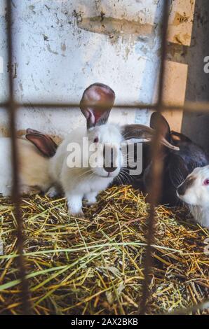 Süßes Häschen mit flauschigen Haaren. Schwarz-weißes Kaninchen in der Nähe. Stockfoto