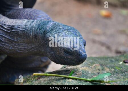 Aldabra-Riesenschildkröten (Aldabrachelys gigantea), Mahe Island, Seychellen. Stockfoto
