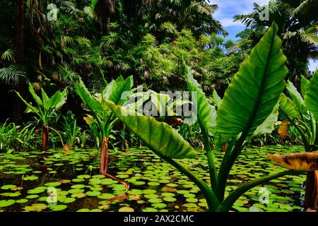 Wasserbananenpflanzen, die in einem kleinen Teich zusammen mit Seerosen wachsen, eine ungewöhnliche Palme, die sich an das Leben im Wasser anpasst. Seychellen. Stockfoto