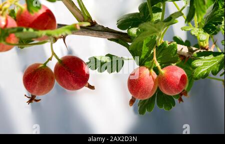 Stachelbeeren zweigen mit Früchten. Gänselbeerenbusch Ribes uva-crispa 'Invicta' wächst in einem russischen Garten. Frische Stachelbeeren auf einer Filiale. Stockfoto