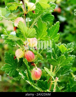 Stachelbeeren zweigen mit Früchten. Gänselbeerenbusch Ribes uva-crispa 'Invicta' wächst in einem russischen Garten. Frische Stachelbeeren auf einer Filiale. Stockfoto