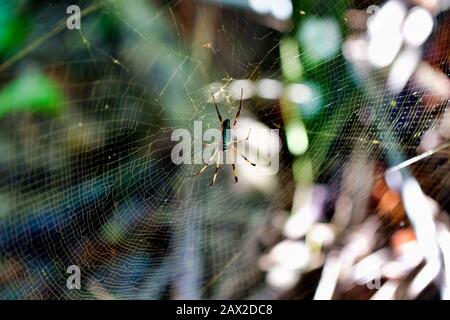 Palm Spider Nahaufnahme (Nephila inaurata). Stockfoto