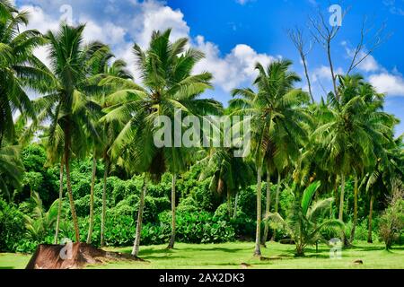 Palmenallee Mahe Island Seychellen. Stockfoto