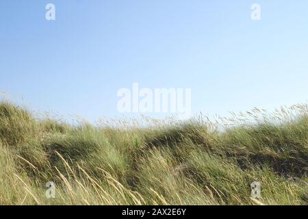 Ammophila arenaria oder europäisches Strandgras in den Dünen, blauer Himmel Stockfoto