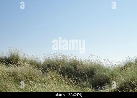 Grünes Marramgras auf den Dünen der Küste Stockfoto