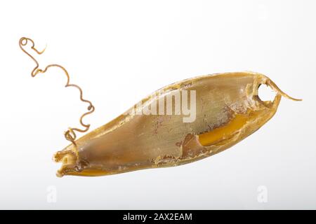 Ein Beispiel für den leeren Eikoffer eines größeren gefleckten Dogfisches, Scyliorhinus stellaris, der nach Storm Ciara am Strand von Chesil aufgespült wurde Stockfoto