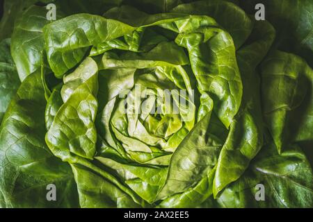 Grüne und frische Blätter aus biologischem Butterkopfsalat, auch als Buttersalat, Bostoner Salat oder Bibb-Salat bekannt Stockfoto