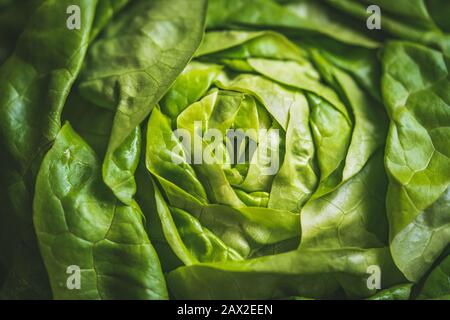 Grüne und frische Blätter aus biologischem Butterkopfsalat, auch als Buttersalat, Bostoner Salat oder Bibb-Salat bekannt Stockfoto