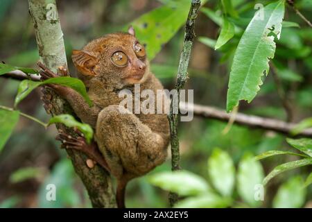 Philippine Tarsier, einer der kleinsten Primaten, in seinem natürlichen Lebensraum in Bohol, Philippinen. Stockfoto