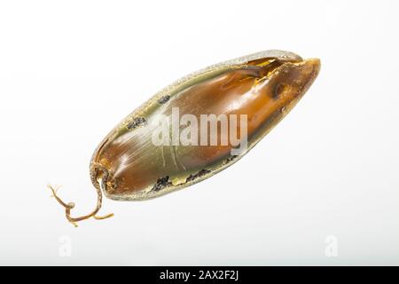 Ein Beispiel für den leeren Eikoffer eines größeren gefleckten Dogfisches, Scyliorhinus stellaris, der nach Storm Ciara am Strand von Chesil aufgespült wurde Stockfoto