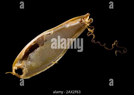 Ein Beispiel für den leeren Eikoffer eines größeren gefleckten Dogfisches, Scyliorhinus stellaris, der nach Storm Ciara am Strand von Chesil aufgespült wurde Stockfoto