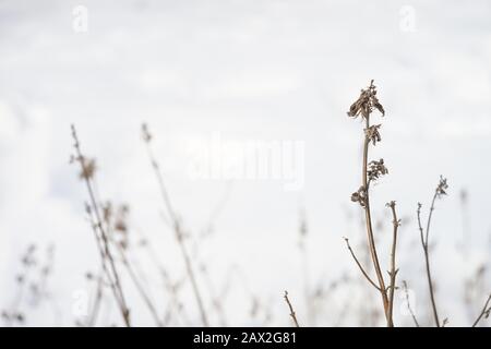 Trockene Wildblumen wachsen im weißen verschneiten Feld Stockfoto