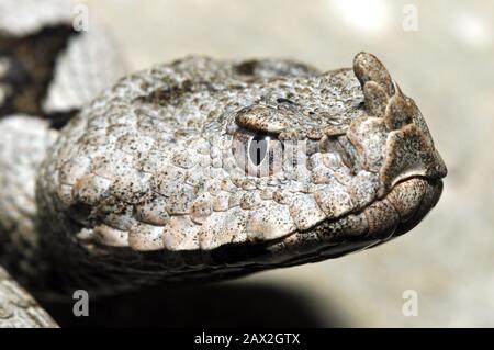 Horned Viper, Langnasenviper, nasengemornte Viper, Sandviper, Europäische Hornotter, Vipera Ammodytes, homoki vipera Stockfoto