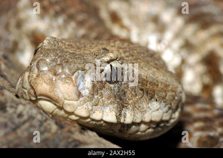 Levanteotter, Macrovipera lebetina, Levantei vipera Stockfoto