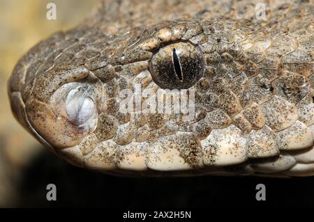 Levanteotter, Macrovipera lebetina, Levantei vipera Stockfoto