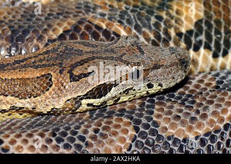 Dumerils Boa, Madagassa Ground Boa, Südliche madagkarboa, Acrantophis dumerili Stockfoto