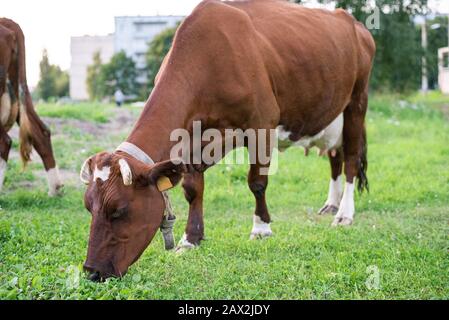 Kühe sind braun. In der Stadtgrenze. Gras essen. Stockfoto