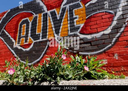 Graffiti an einer Wand. Gartige Straßenkunst mit dem Wort "Lebendig" in dramatischen und deprimierenden Farben, die mit einem Hauch von blühenden Unkraut kontrastiert werden Stockfoto