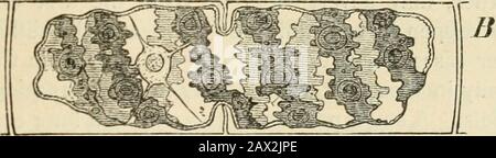 Textbuch der Botanik, der Morphologie und der Physiologie. Stockfoto